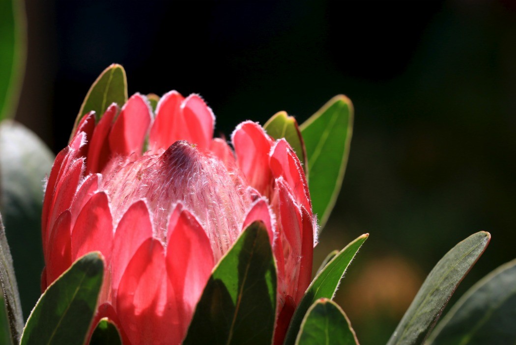 canon macro lens - photography tour