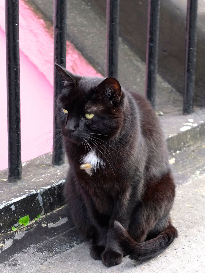 black cat notting hill