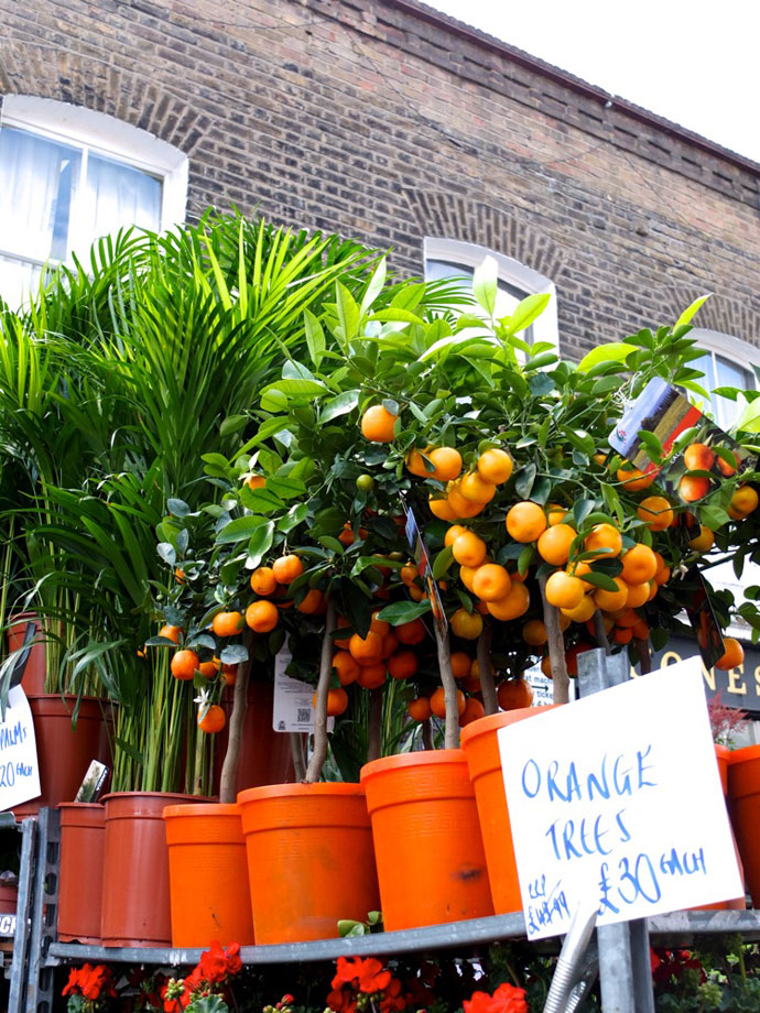 A Day out at Columbia rd FLower Market London - Travel Guide MyPoppet.com.au