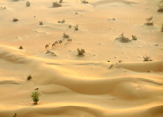 Dubai desert camels mypoppet.com.au