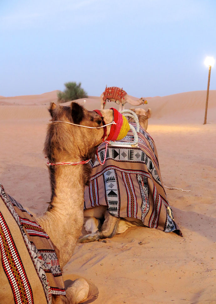 bedouin camels Dubai