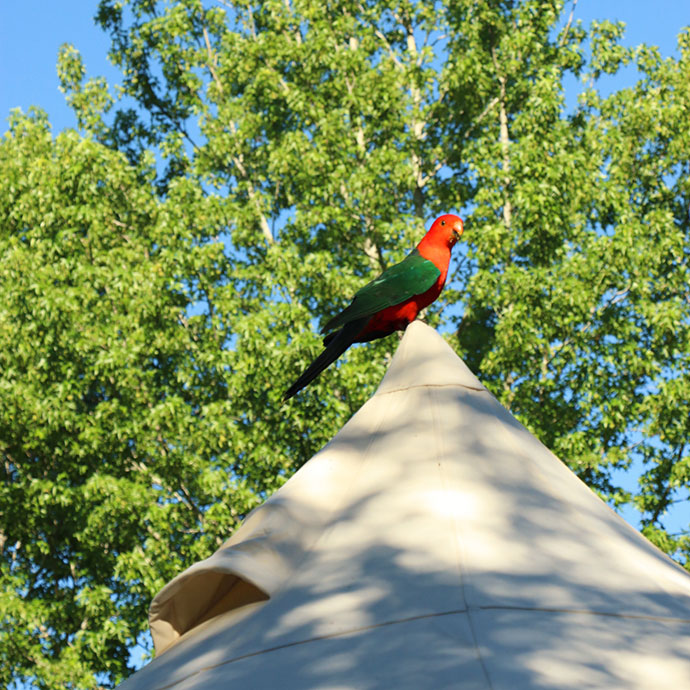 King parrot on tent