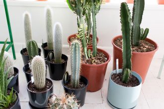 Cool Cactus - plant gift shop armadale