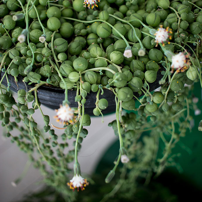 string of pearls plant 