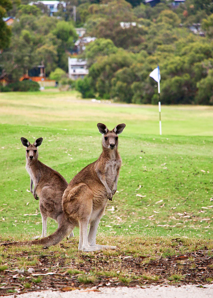 Anglesea Golf course Kangaroo tour mypoppet.com.au