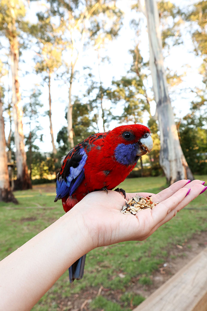 Bird life Yarra Valley