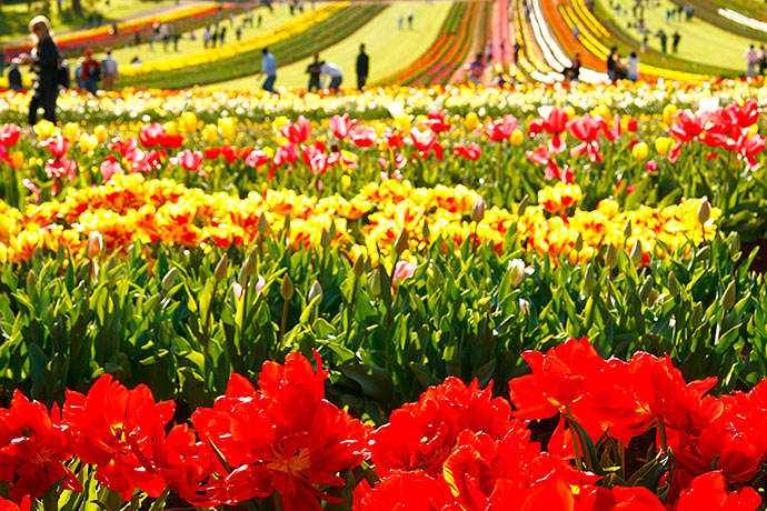 Spring School Holiday Activities in Melbourne