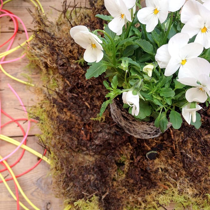 How to make a Kokedama Hanging Plant