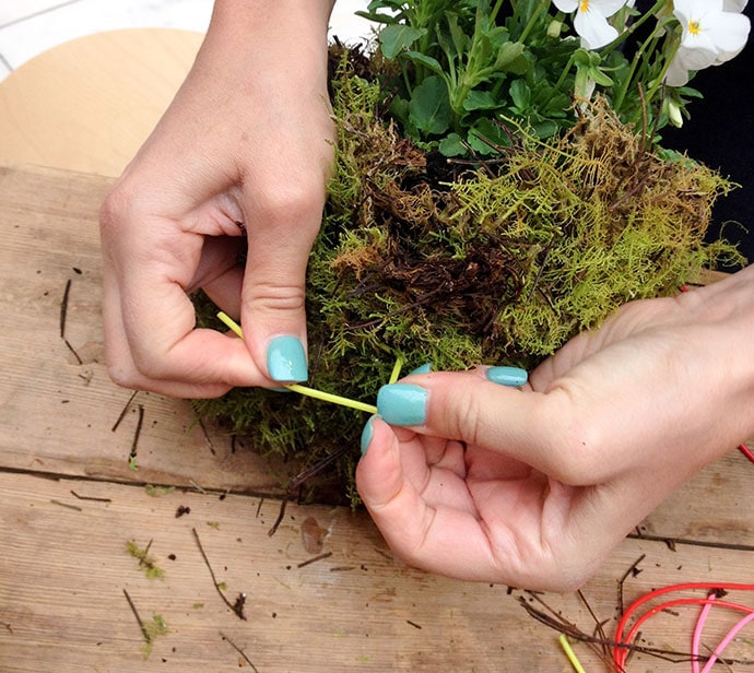 How to make a Kokedama Hanging Plant