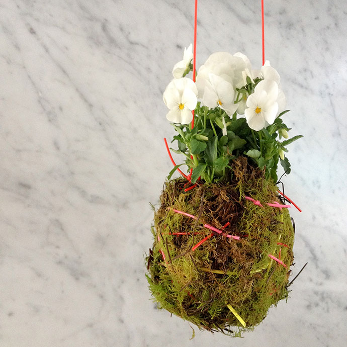 How to make a Kokedama Hanging Plant