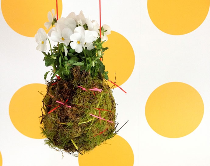 How to make a Kokedama Hanging Plant